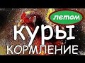 КОРМЛЕНИЕ КУР НЕСУШЕК ЛЕТОМ. Подробно, Чем кормить чтобы неслись на своём участке