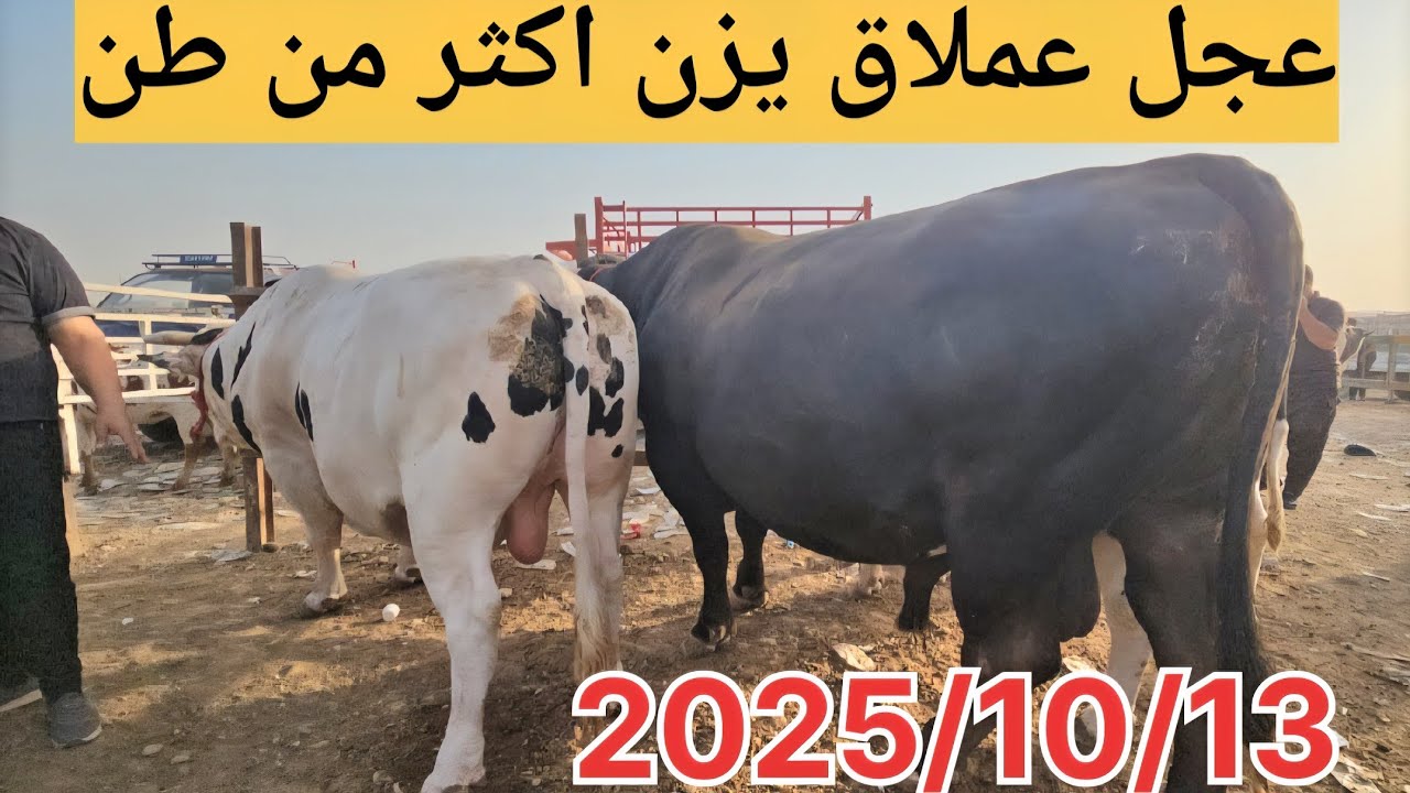 سوق الأبقار في ديالى يشتعل بعجل وزنه الخيالي.. رقم قياسي جديد! 🏆🐮