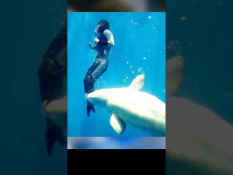 Heroic Beluga Whale That Saved A Diver S Life