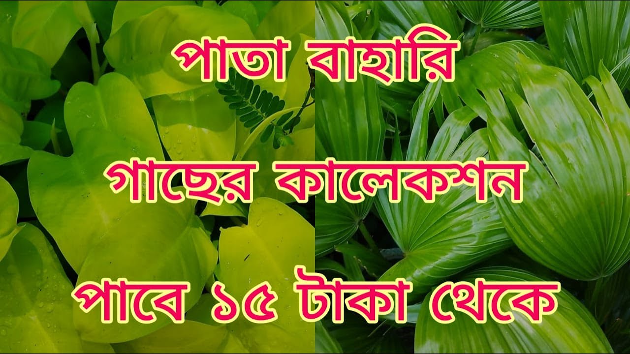 Plant Price Start At Rupees 15 In Chabirani Nursery Near Raipur