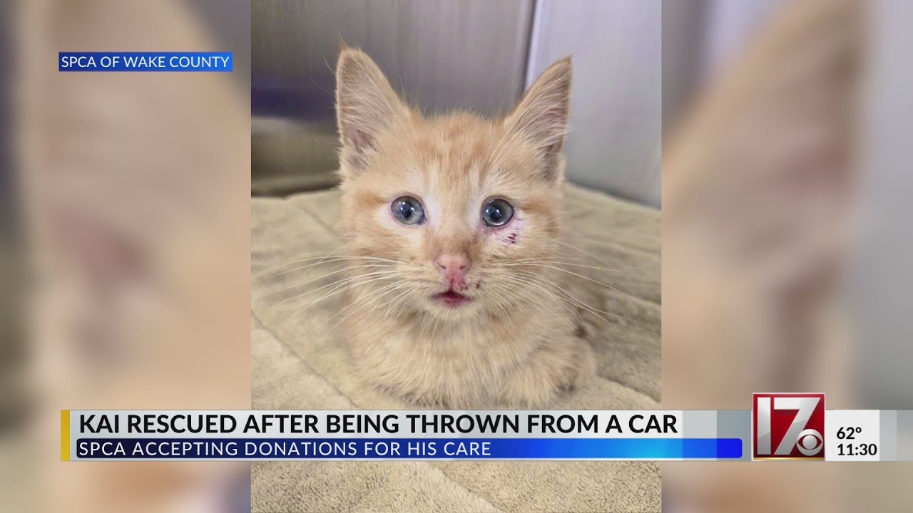 Kitten rescued after being thrown from car in Wake County - YouTube