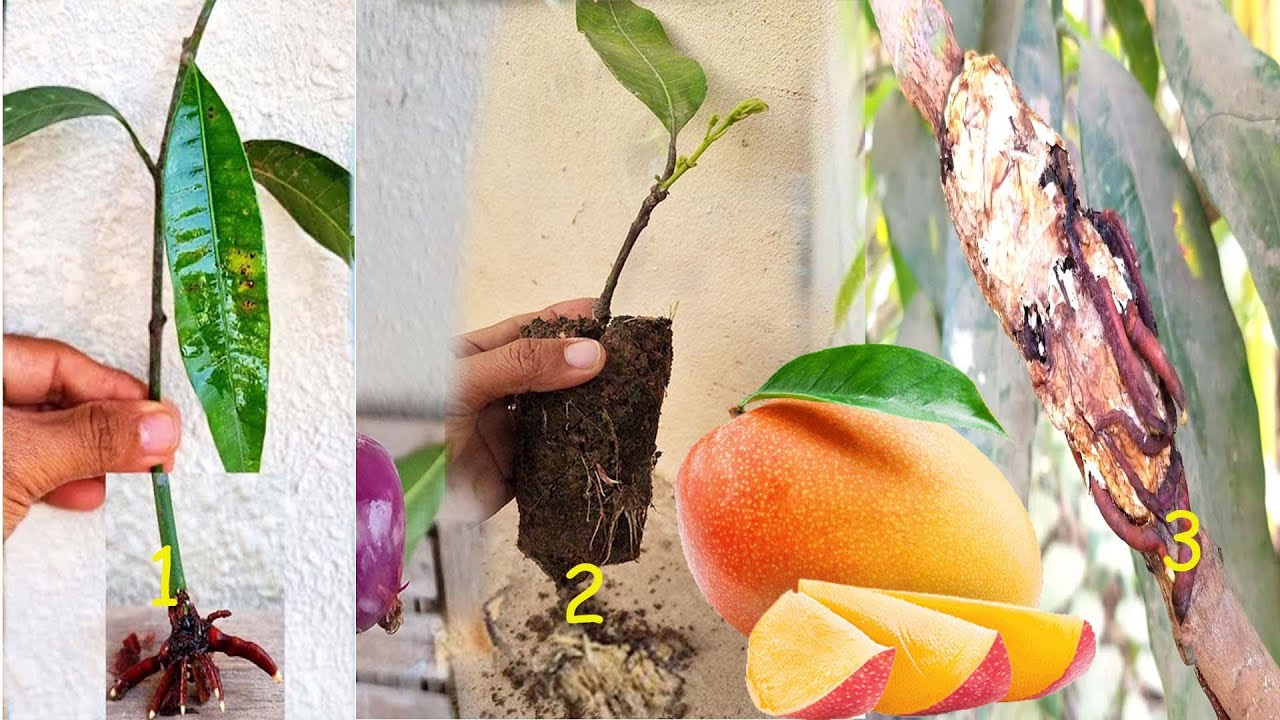 3 Successful Experiment on Mango growing Collection - YouTube