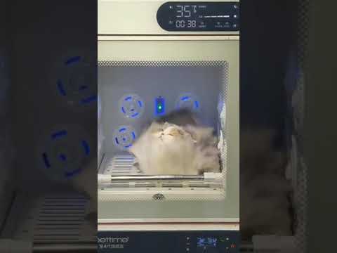 Cat blending getting video leaked, Whats happened to video on reddit