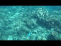 Fishies In Fiji Pt 4