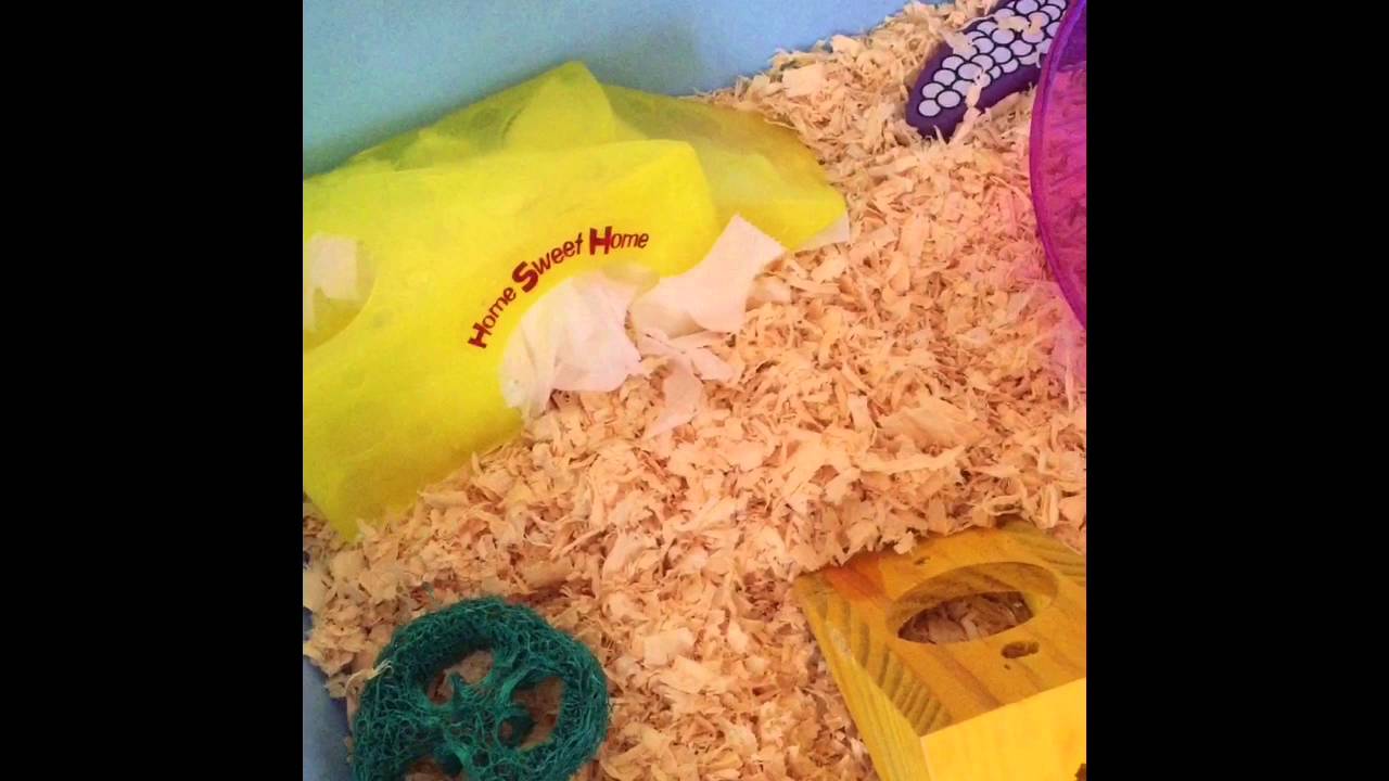 Zoo Zone Cage Tour!🐹😘 YouTube