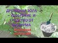 ЗОЛА СУПЕР СРЕДСТВО ДЛЯ ВИНОГРАДА КАК УДОБРЕНИЕ ТАК И СРЕДСТВО ОТ ОИДИУМА .vselennaya uvlesheniy