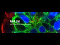 Wahl lab tour  gene expression  gfp  genotyping  salk institute research