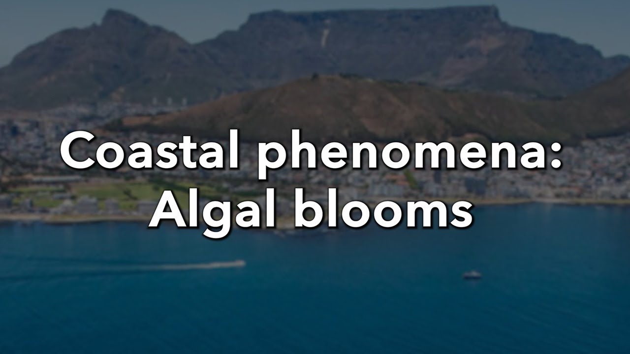 Algal Blooms