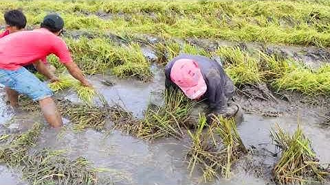 MÙA BẮT CÁ MIỀN TÂY - THEO MÁY CẮT LÚA BẮT CÁ ĐỒNG TRỞ VỀ TUỔI THƠ.