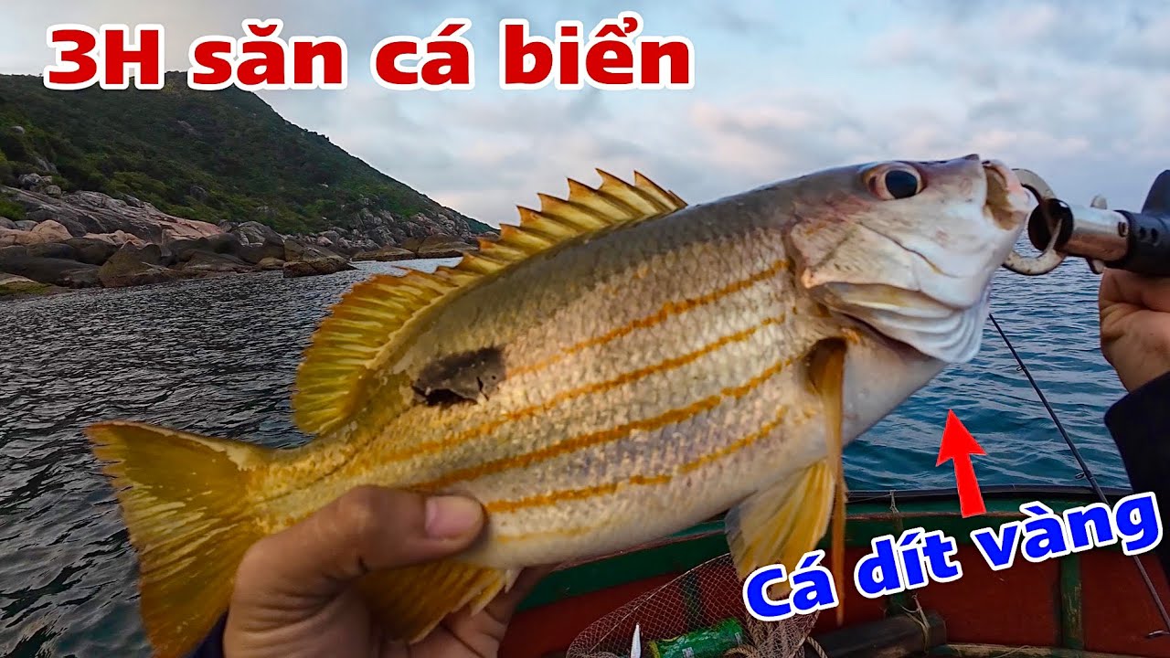 Săn cá biển tại hòn Lá và bí mật con mồi siêu nhạy để câu cá Mú, Mó quạt