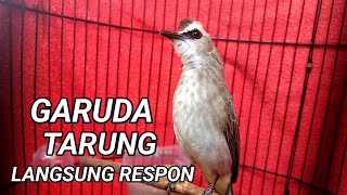 TRUCUKAN GARUDA TARUNG MANGGIL LAWAN