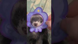 Adventure Time Goose (Ferret Cosplay 2021.2.27)