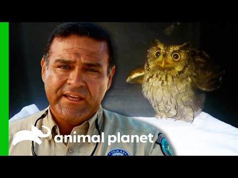 Owl That Swallowed A String Makes Full Recovery | Lone Star Law