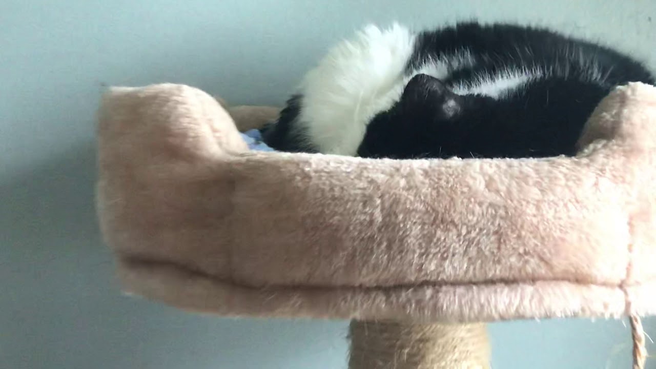 Deaf cat wakes up from dreaming 