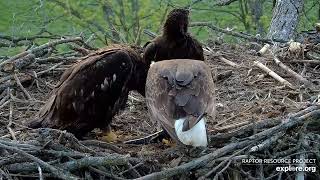 Decorah Eagles - North Nest 18.05.2024