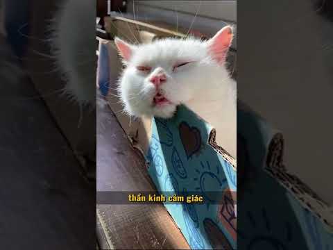 Video: Làm thế nào để Catnip làm việc và làm mèo thích nó?