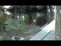 Bear in koi pond