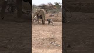 More of the Hours Old Baby Elephant Learning to Walk