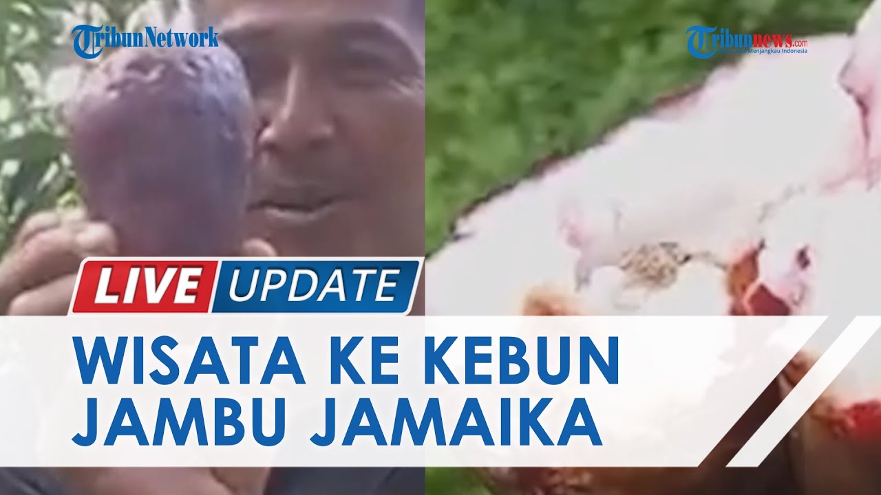 Menyambangi Kebun Jambu Jamaika di Pekon Giham Lampung Barat, Hasilkan 1,5 Ton Buah Tiap Panen
