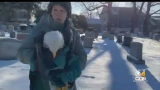 Famous MK, the bald eagle who ingested a poisoned rat, dies Profile