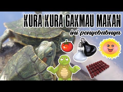 Video: Cara Membuat Kura-kura Anda Makan