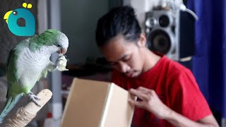 Membuat Tempat Mandi Untuk Quaker Parrot by Bird Day 31,882 views 3 years ago 8 minutes, 41 seconds