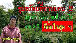 ขุมทรัพย์ที่ชายแดน !! ปลูกป่า 16 ไร่ อายุ 3 ปี ระยะ 4x4 ดีต่อใจสุด ๆ ที่สวนคุณธนิสร บุญสุข