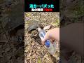過去一バズった ! ? 亀の瞬間 TOP6