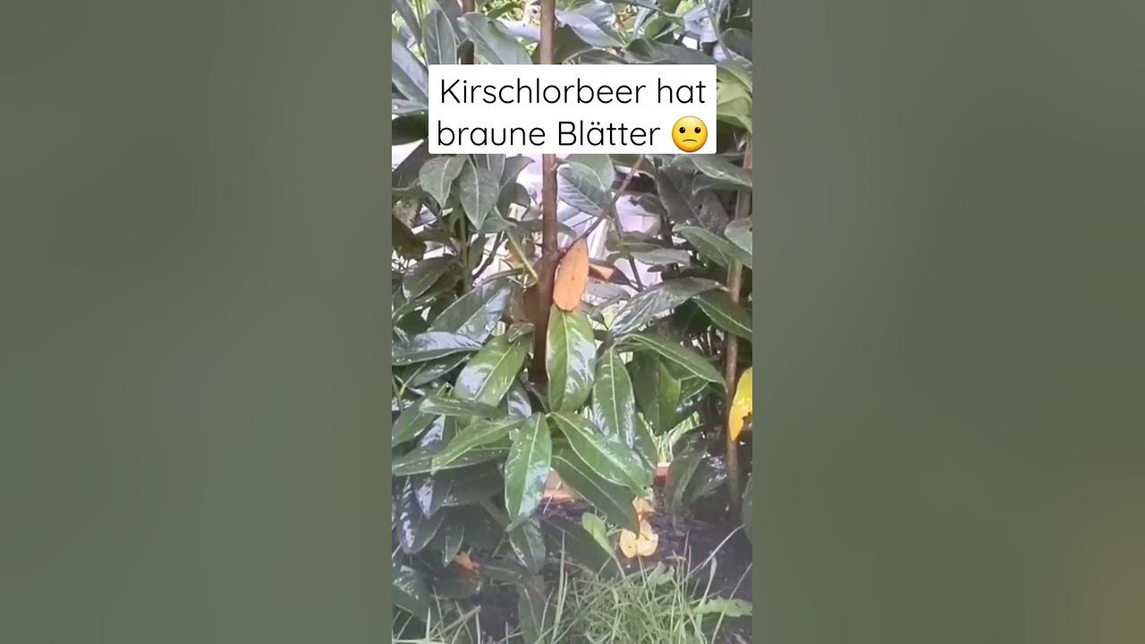 48+ Braune Blätter Beim Kirschlorbeer, Verschwinden thujen aus