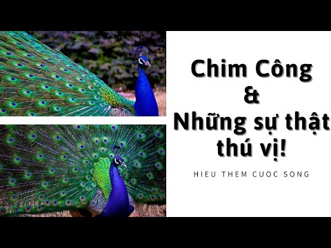 Video: Chim công trắng - những con chim này có gì thú vị?