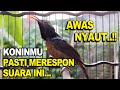 HITUNGAN DETIK PASTI KONIN NYAUT & GACOR ! Pancingan Kolibri Ninja Bahan Agar Bunyi, Terapi Konin