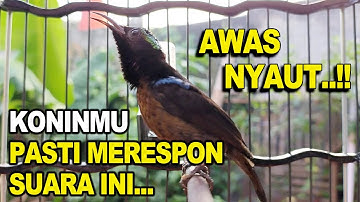 HITUNGAN DETIK PASTI KONIN NYAUT & GACOR ! Pancingan Kolibri Ninja Bahan Agar Bunyi, Terapi Konin