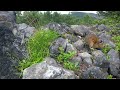 A Tiny Ezo Pika Appears A Quiet Moment In Daisetsuzan Hokkaido