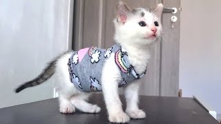 Cat clothes from socks! PushPaws