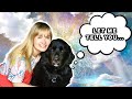 I Talked To My Guide Dog Through An Animal Communicator!