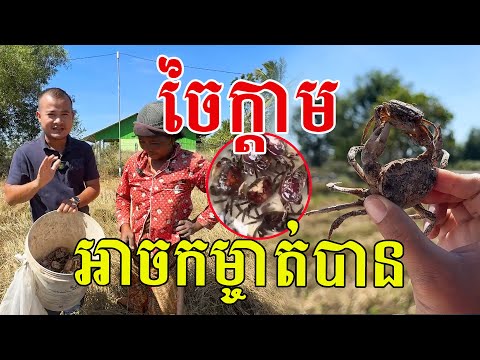 ចៃក្តាម ជួបអ្នកជំនាញបានច្បាស់ ធាត់ៗខ្លាញ់ល្អណាស់