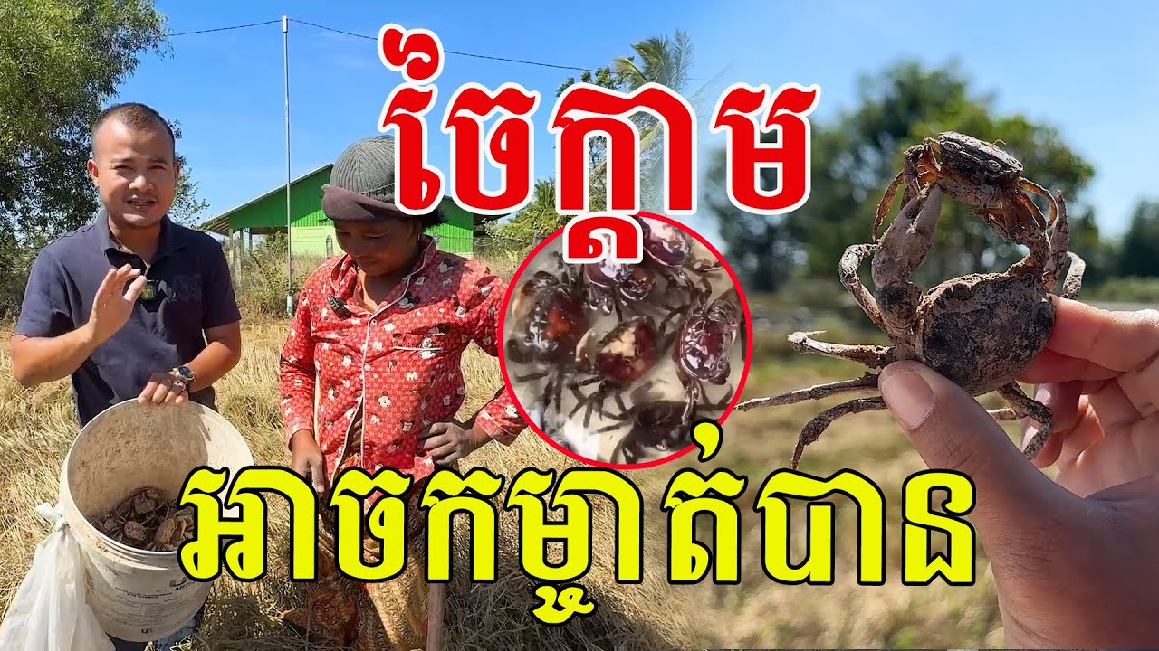 ចៃក្តាម ជួបអ្នកជំនាញបានច្បាស់ ធាត់ៗខ្លាញ់ល្អណាស់