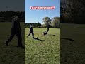 Dutch Shepherd explodes on decoy!!!💣💣💣💣 #Dutchie #igp #schutzhund #protection training #workingk9