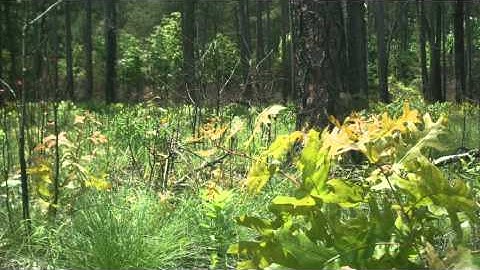 How Fire Can Restore a Forest: A Time-Lapse (Ground View)