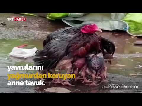 YAVRULARINI YAĞMURDAN KORUYAN TAVUK