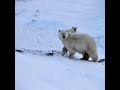 Canada's Arctic: Sovereignty, security and the legacy of relocation