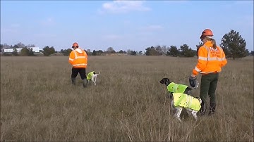 Bird Surveying Using Working Dogs & GPS | NBC Environment