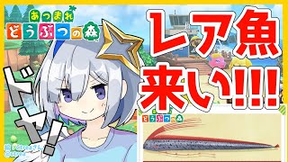 【あつ森】レア魚を釣る！リュウグウノツカイ来いっっ！！【天音かなた/ホロライブ4期生】