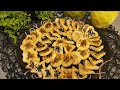 موالح سهلة وسريعة وبطعم شهي وخياالي   