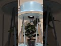 @scarabeoceramiche_official Premium Pedestal Basin | Luxury Bathroom | Washbasin | Scarabeo Basin