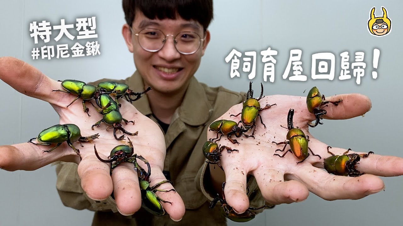 滿手特大型寶石！療癒開挖印尼金鍬【飼育屋】