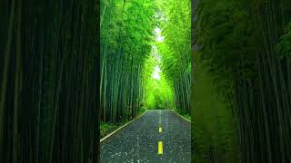 Sudden showers in the bamboo forest