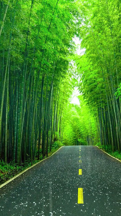 Sudden showers in the bamboo forest