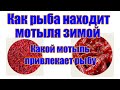 Мотыль для рыбалки. Интересные факты.