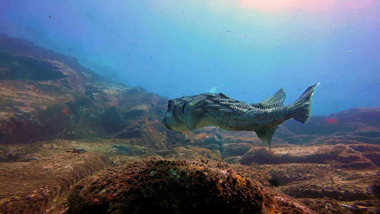 Diving in Gran Canaria, Sardina del Note canarias baila